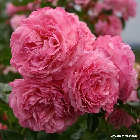 Flora_Cologna_4