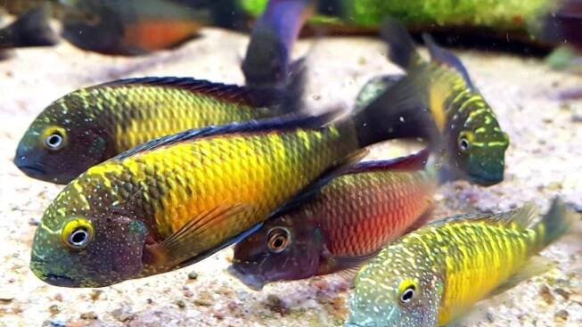 Tropheus moorii Kasakalawe and Tropheus sp.red Chipimbi