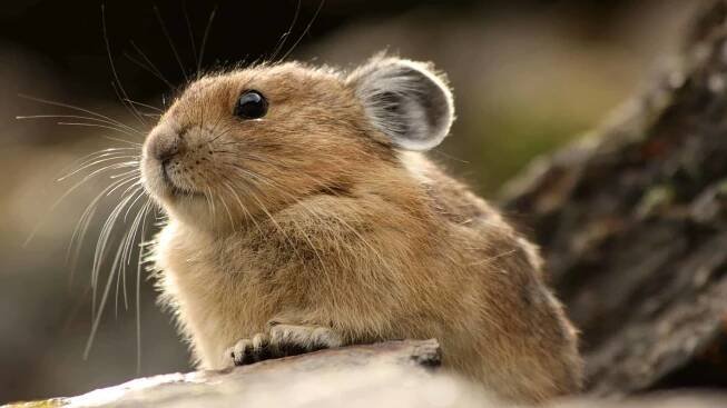 Pika Quiz: Find Out What You Know!