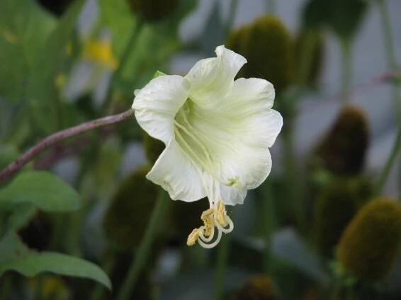 Cobaea pringlei