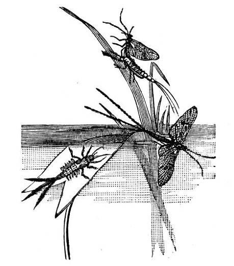 ephemeridae, májovka bílá, ephemera vulgata - jepice ilustrace stock ilustrace