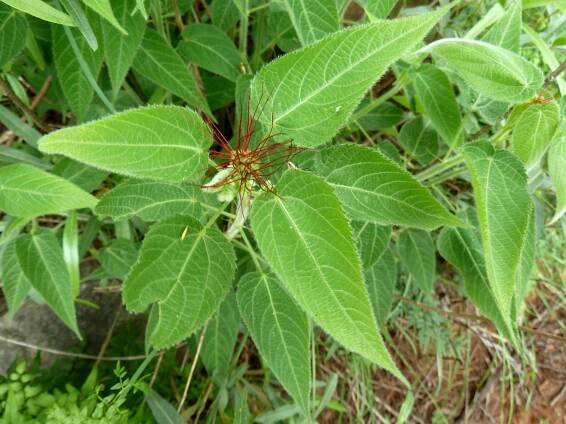Acalypha villicaulis