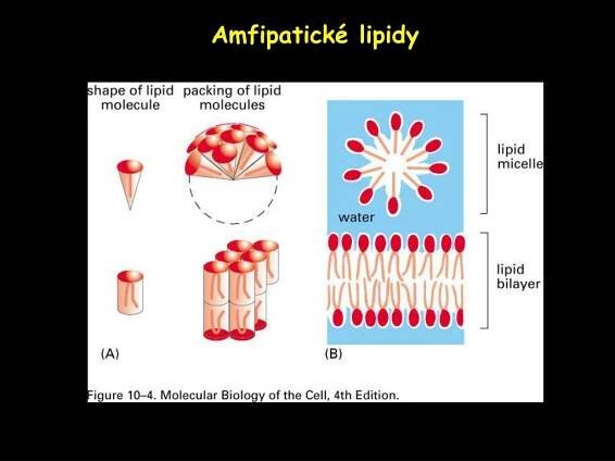 PPT - Základy buněčné biologie PowerPoint Presentation, free download - ID:1123423