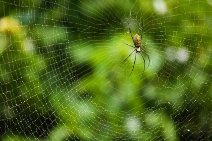 Neprůstřelné vesty z pavoučích vláken: Americká armáda testuje, zda obleky Spider Silk skutečně dokážou zastavit kulky