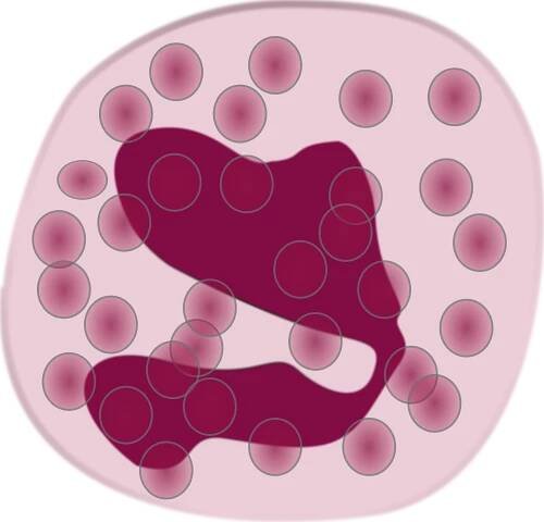 Eozinofily - eosinofily