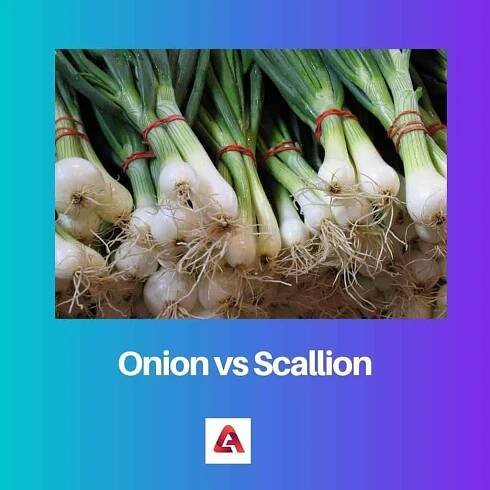Cibule vs Scallion: Rozdíl a srovnání