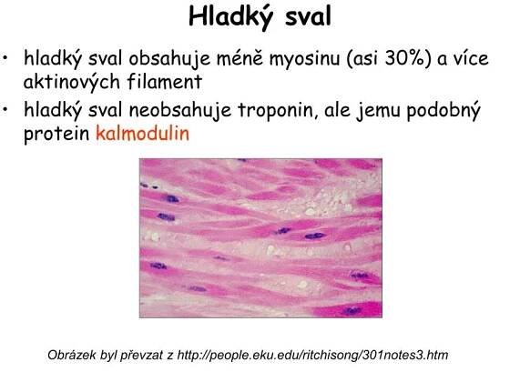 PPT - Biochemie svalové buňky PowerPoint Presentation, free download - ID:2404246