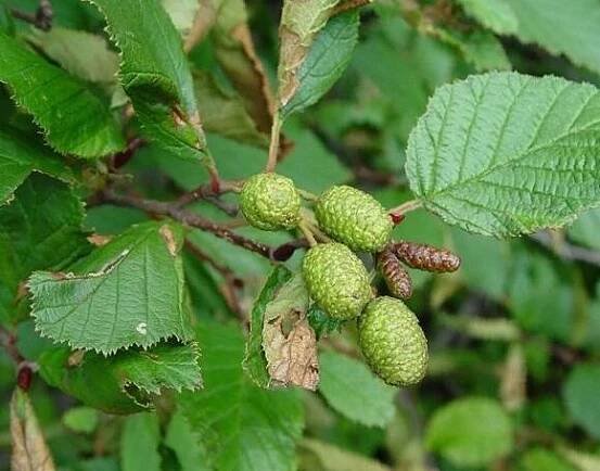 Olše zelená - Alnus viridis
