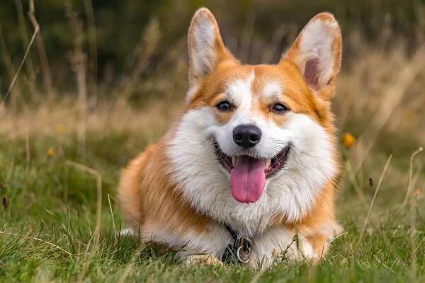 Cena štěňat Corgi: Jak se připravit na nákup a co očekávat 1