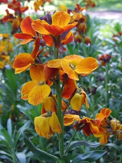 Soubor:Cheiranthus cheiri a1.jpg – Wikipedie