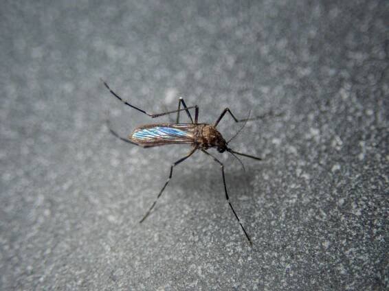 Evropa čelí náporu komárů a tropických nemocí - Minutové zprávy 