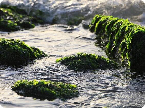 Omega 3 Algae – trime.cz