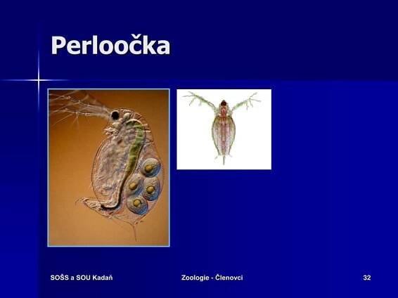 PPT - ZOOLOGIE KMEN: ČLENOVCI PowerPoint Presentation, free download - ID:542304