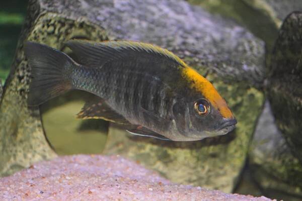 Sulfurhead aulonocara