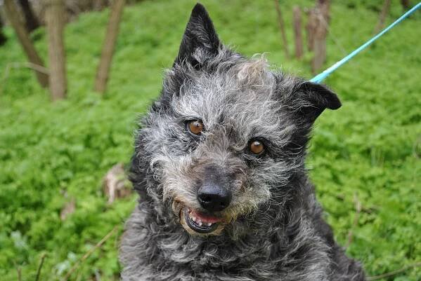 Foka hľadá nový domov! - ADOPTOVANÁ - Home4Pets