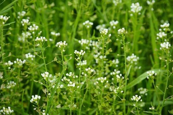Kokoška pastuší tobolka: Její účinky na zdraví a další zajímavosti - Tajemství zdraví
