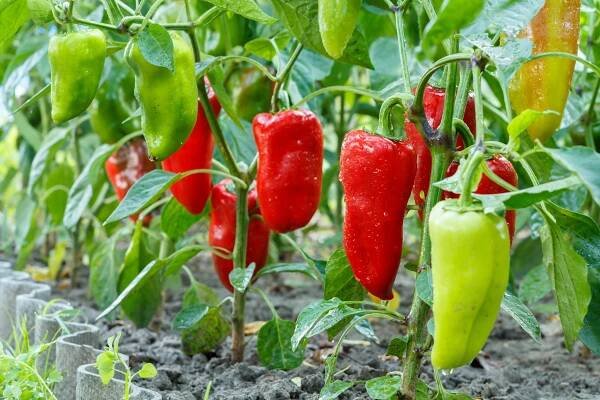 Jak poznat, že je paprika zralá? Ochutnejte ji. Sklízet můžete v technické i botanické zralosti