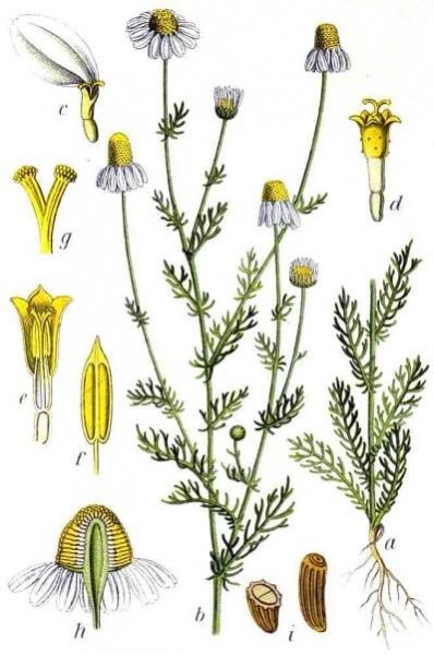 Soubor:Matricaria recutita Sturm13045.jpg – Wikipedie