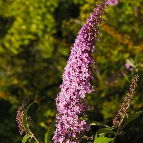 Budleja Davidova Pink Delight 1 ks květináč Sazenice Sazenice Ozdobné keře