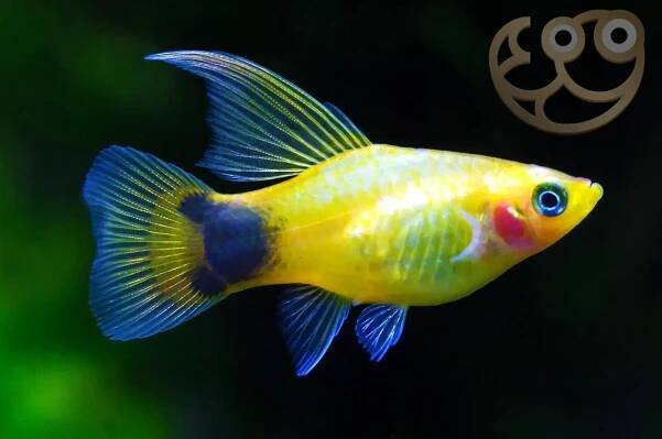 Platies - Xiphophorus maculatus, Xiphophorus variatus Fish Profile ...
