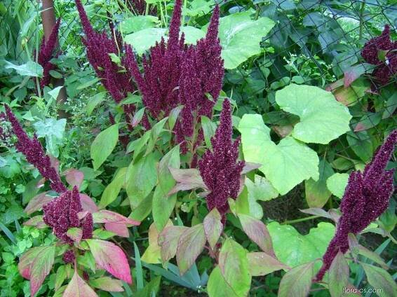 Laskavec krvavý - Amaranthus cruentus