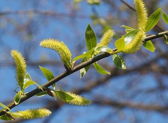 /Vrba křehká, rozkvetlé samčí jehnědy - 27. 4. 2021.