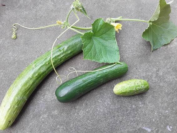 different-cucumbers-ila