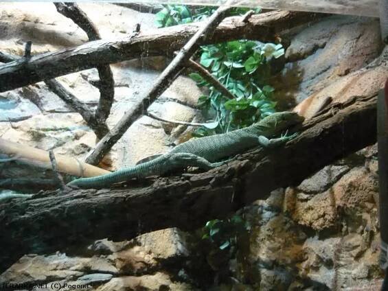 Varanus prasinus | © Pogona