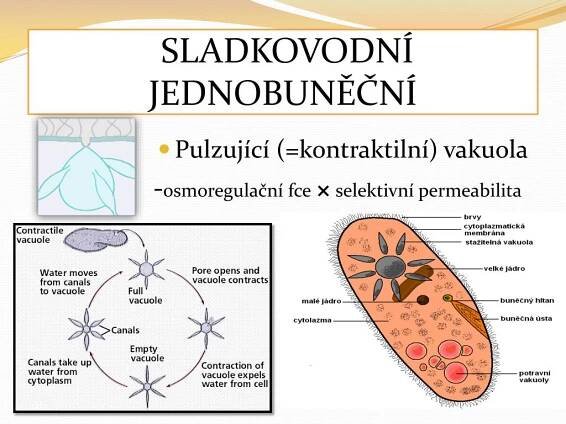 PPT - Fylogeneze vylučovací soustavy PowerPoint Presentation, free download - ID:3446828