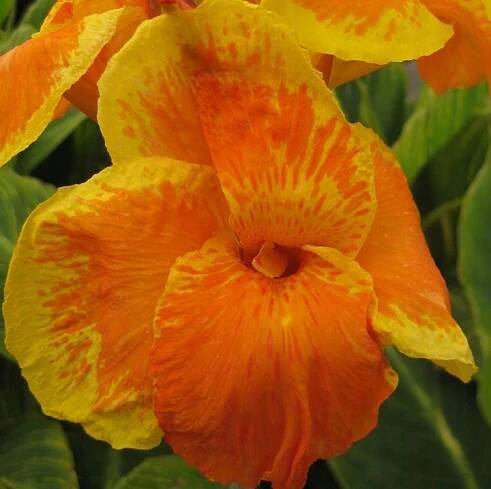 Kanna TROPICANA GOLD