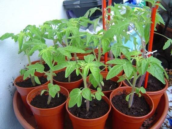 Tomato Miracle Lazy: recenze, fotografie