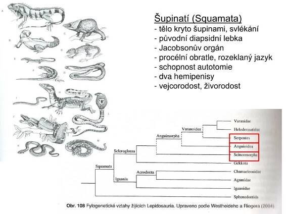 PPT - Plazi ( „ Reptili a“ ) PowerPoint Presentation, free download - ID:6200796