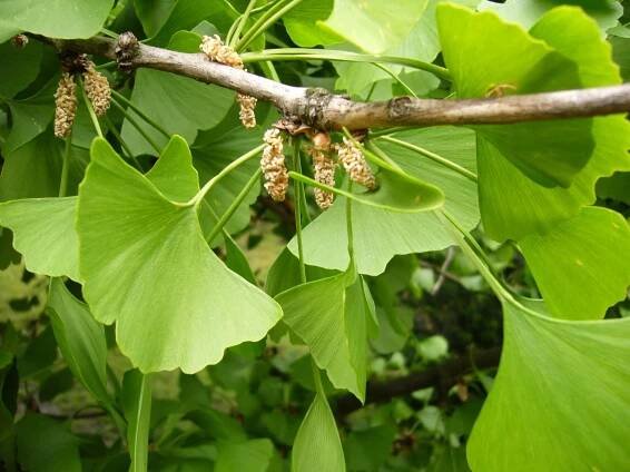 Jinan dvoulaločný GINKGO BILOBA