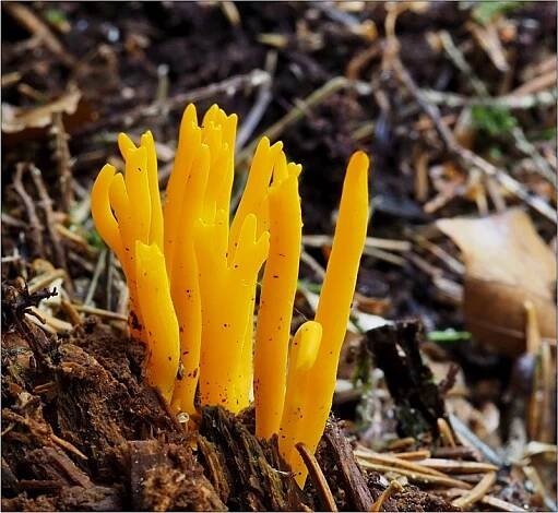 krásnorůžek lepkavý – Calocera viscosa - Českokrumlovsko - foto: Věra Hyráková