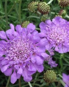 Scabiosa ‘Butterfly Blue’ | James Greenhouses - perennial plugs & specialty propagation