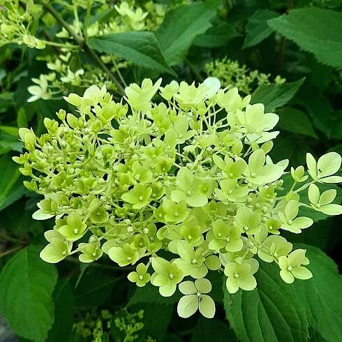 Hydrangea paniculata 'Fraise Melba'_2025_Keř_20/40_16.červenec