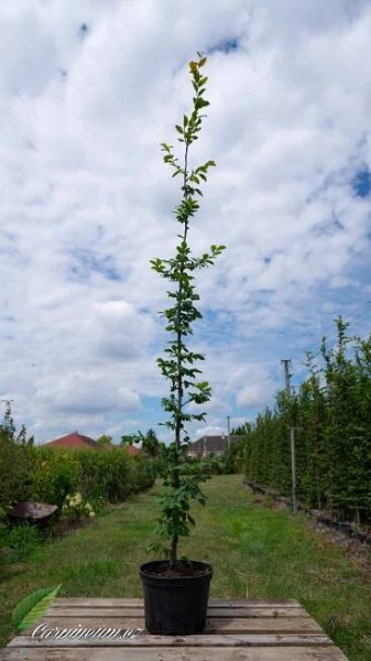 Habr obecný - Carpinus betulus 150 - 175 cm/7,5L  