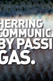 Herrring communicate by passing gas.