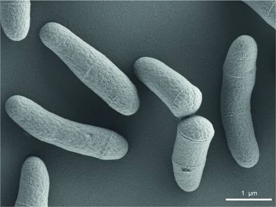 Corynebacterium glutamicum