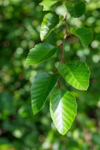 Carpinus coreana | habr korejský - Van den Berk školky