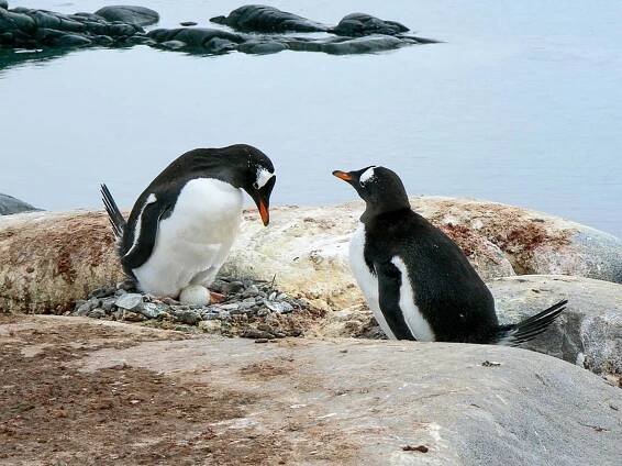 alimentación-de-los-pingüinos-6