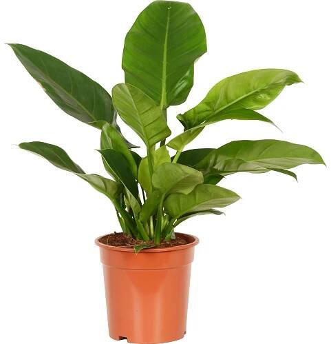 Filodendron "Imperial Green"