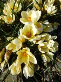 Krokus, šafrán - Crocus chrysanthus Cream Beauty, rostlina