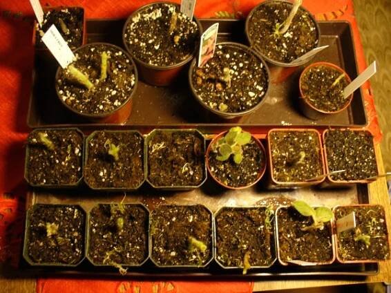 gesneriaceae, podpětovité, saintpaulia, STREPTOCARPUS | pěstování a množení