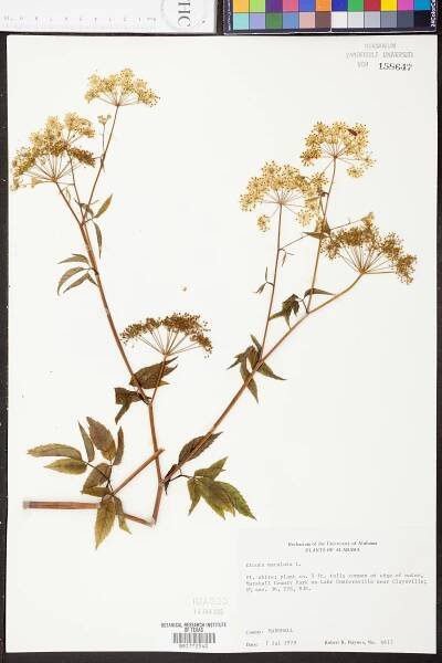Cicuta maculata - Species Page - APA: Alabama Plant Atlas 