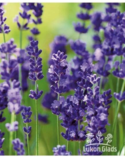 Lavandula angustifolia ELLEGANCE PURPLE - levandule úzkolistá - Lukon Glads s.r.o.