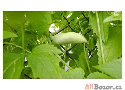 Ačokča ind.okurka (papriko - okurka) semínka - 2/6