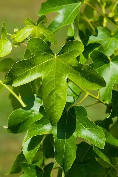 Liquidambar styraciflua ´Rotundiloba´ - ambroň západní - list léto 