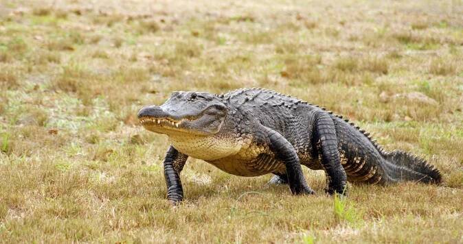 Aligátor severoamerický (Alligator mississippiensis) – chloe7992 / Shutterstock