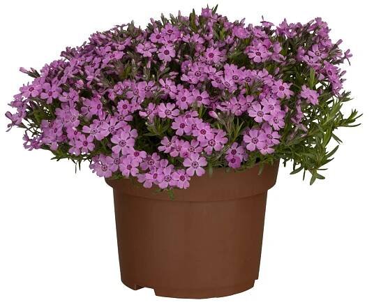 OBI Plamenka šídlovitá pr. květináče cca 13 cm Phlox